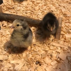 Meet your Posher, Abigail